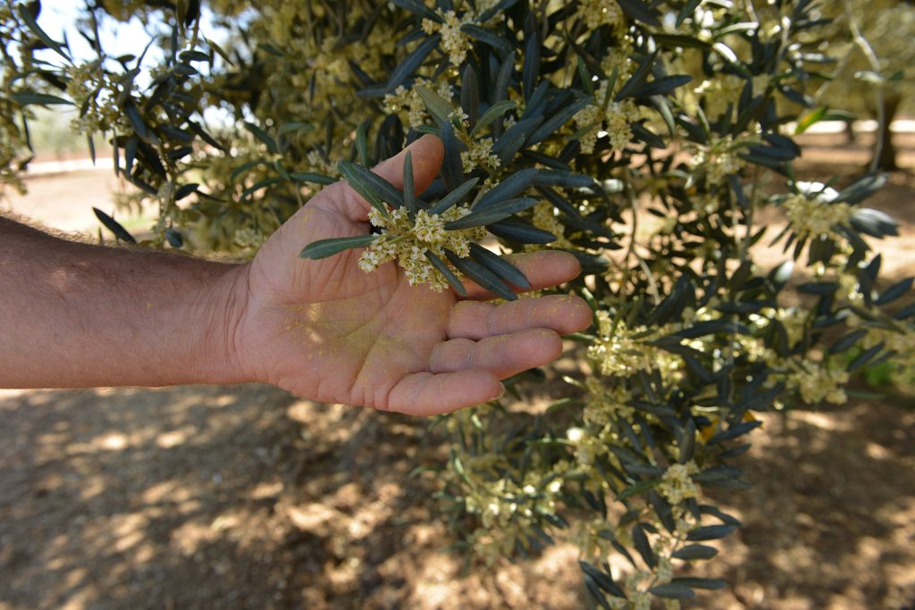 Cinque Colli – detail lahve